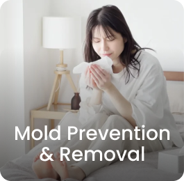 Mold Prevention & Removal